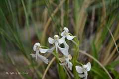 Habenaria longicornu
